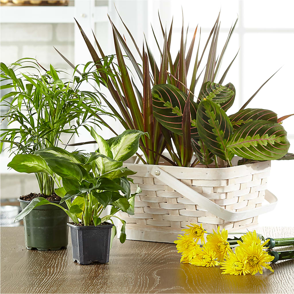 Florist Designed Blooming and Green Plants in a Basket – Blooming Branches, Guttenberg IA