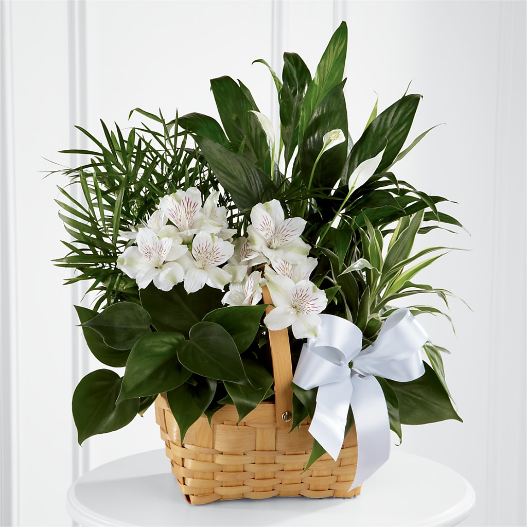 Peace & Serenity Dishgarden – Blooming Branches, Guttenberg IA