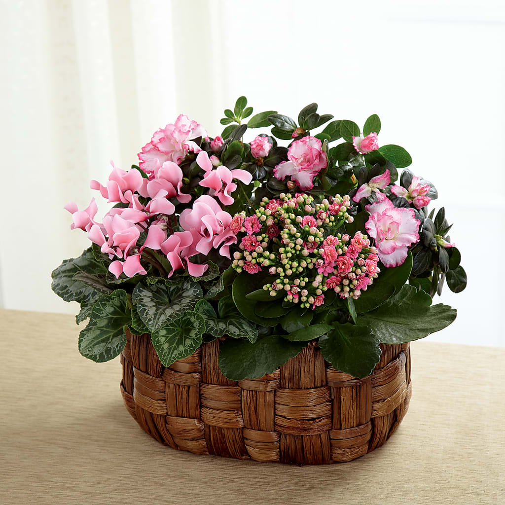 Pink Assortment – Blooming Branches, Guttenberg IA