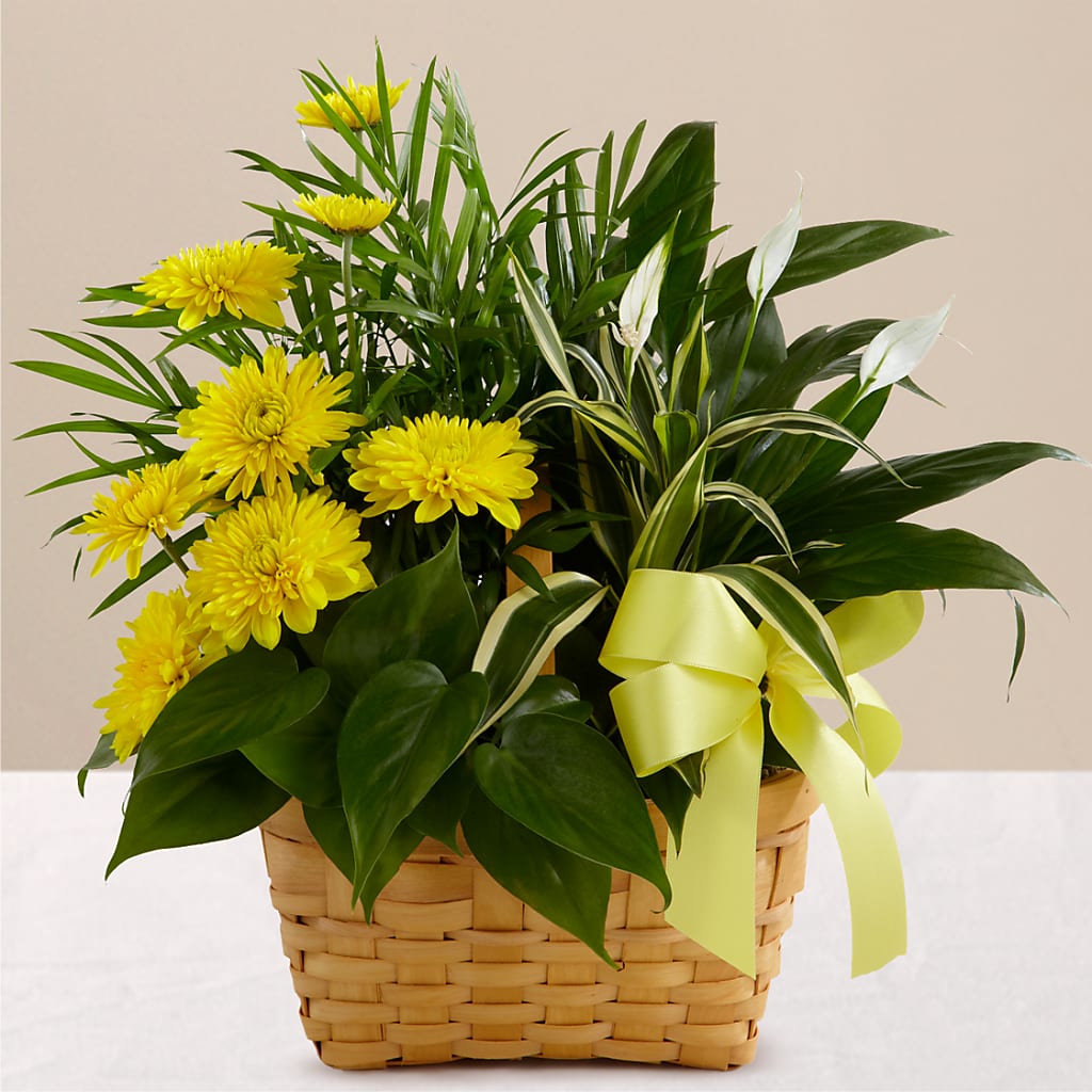 Loving Light Dishgarden – Blooming Branches, Guttenberg IA