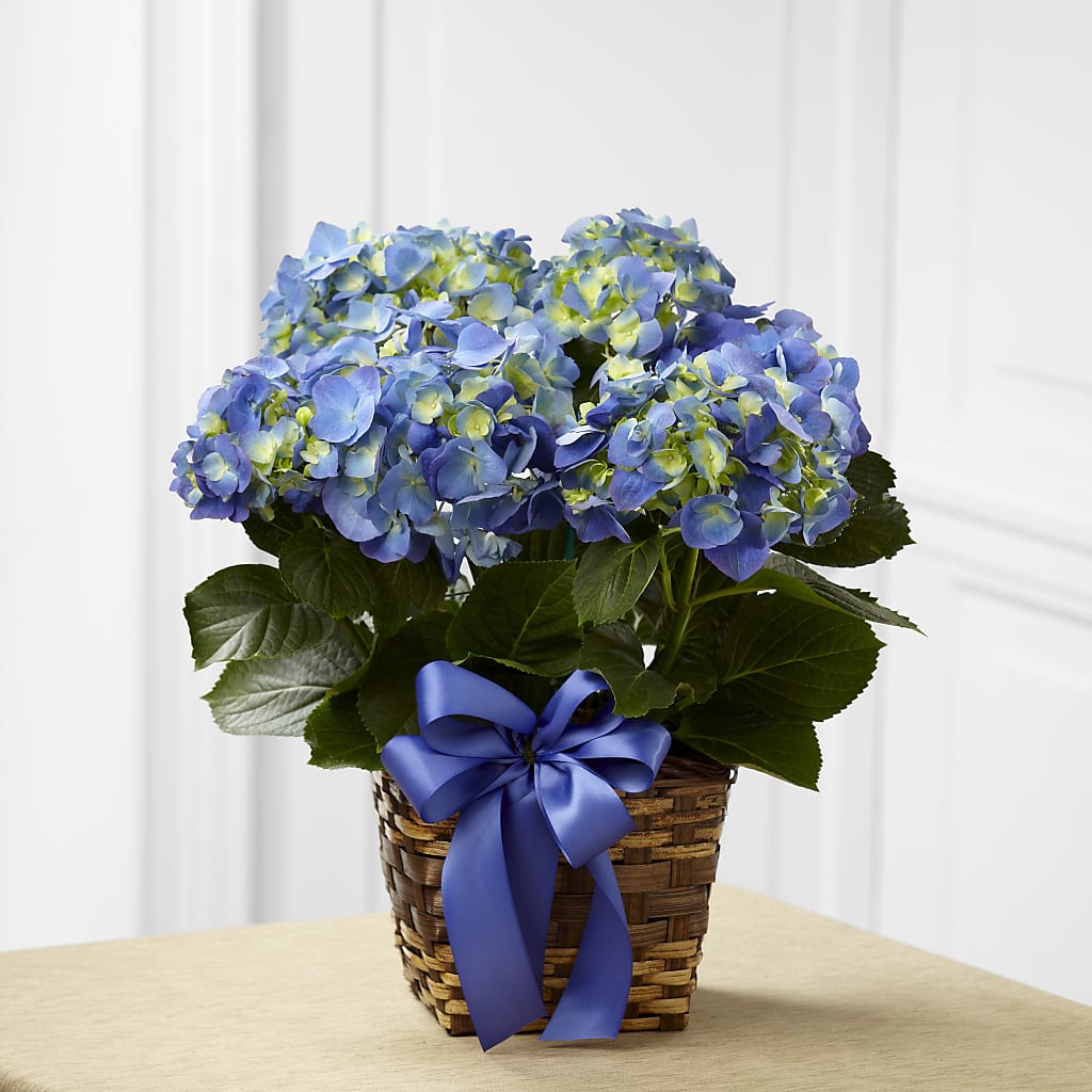 Blue Hydrangea Planter – Blooming Branches, Guttenberg IA
