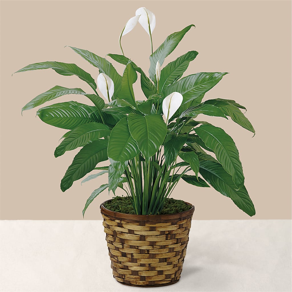 Tranquil Moments Peace Lily Plant – Blooming Branches, Guttenberg IA
