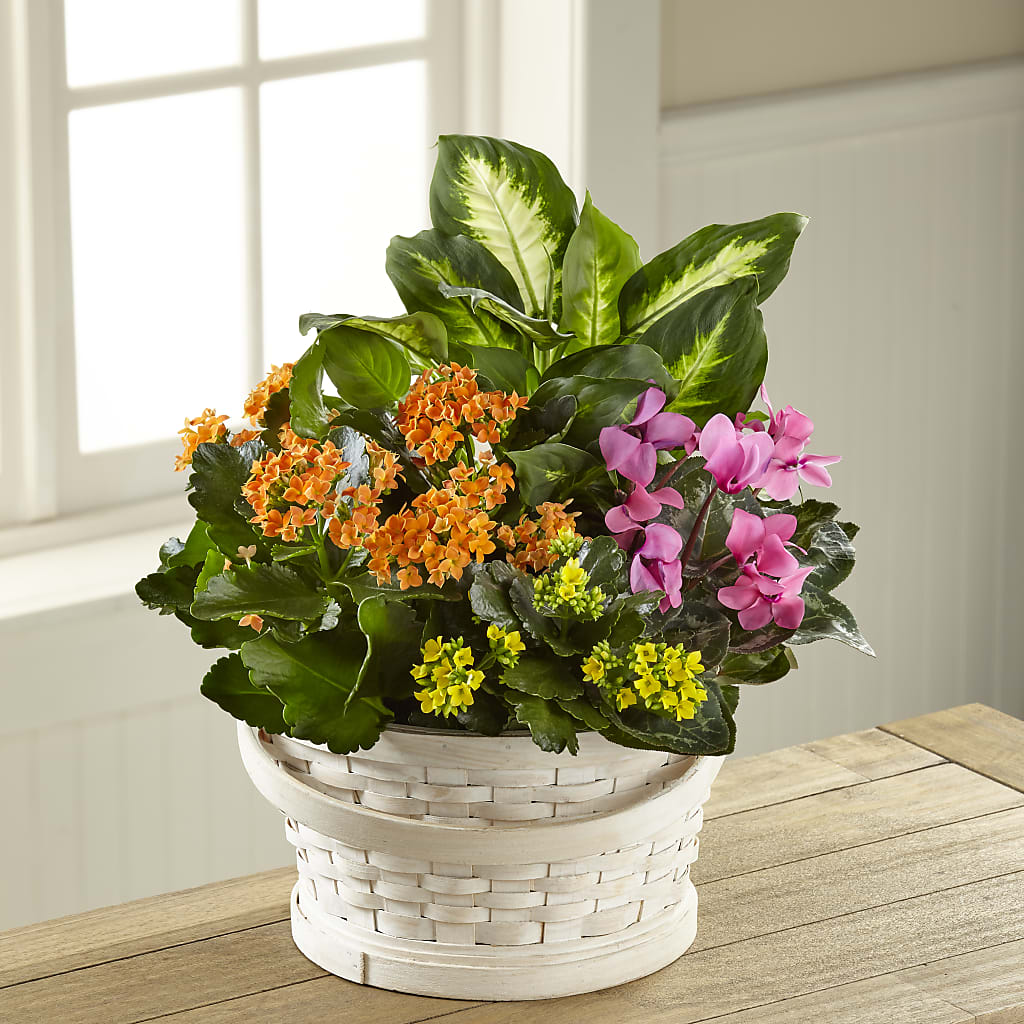 Color Crush Dishgarden – Blooming Branches, Guttenberg IA