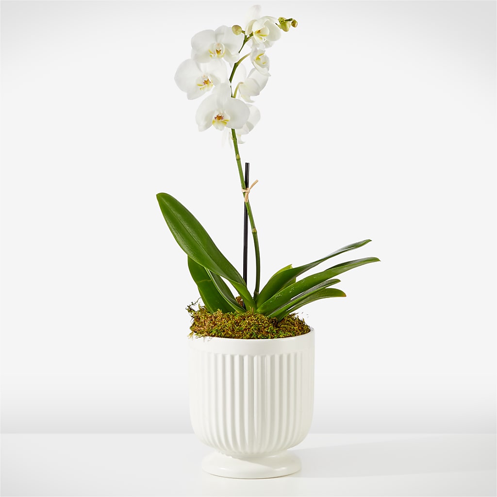 Whispering White Orchid – Blooming Branches, Guttenberg IA