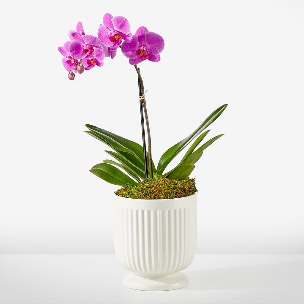 Friendly Fuchsia Orchid – Blooming Branches, Guttenberg IA