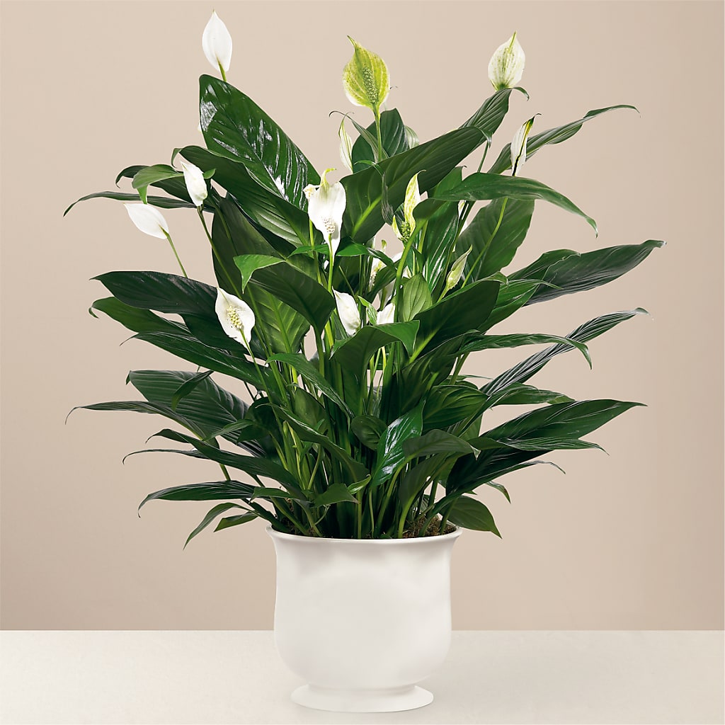 Comfort Planter – Blooming Branches, Guttenberg IA