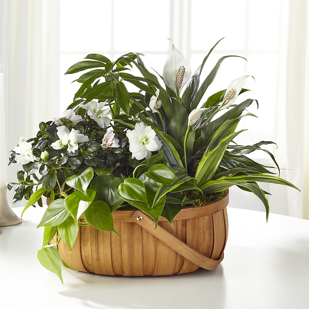 Serene Dishgarden – Blooming Branches, Guttenberg IA