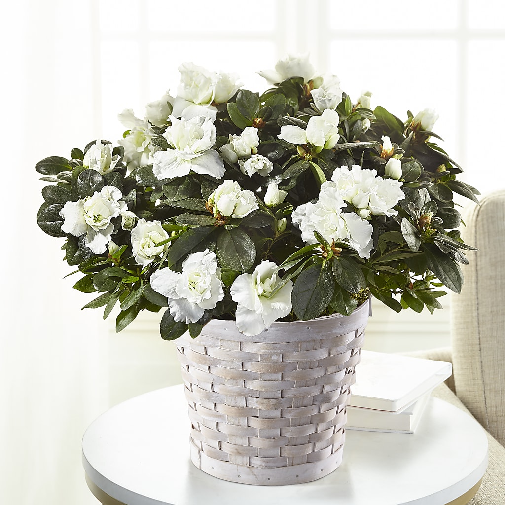 White Azalea Plant – Blooming Branches, Guttenberg IA