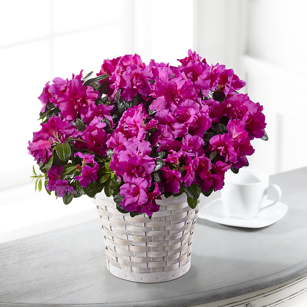 Hope & Serenity Azalea Plant – Blooming Branches, Guttenberg IA