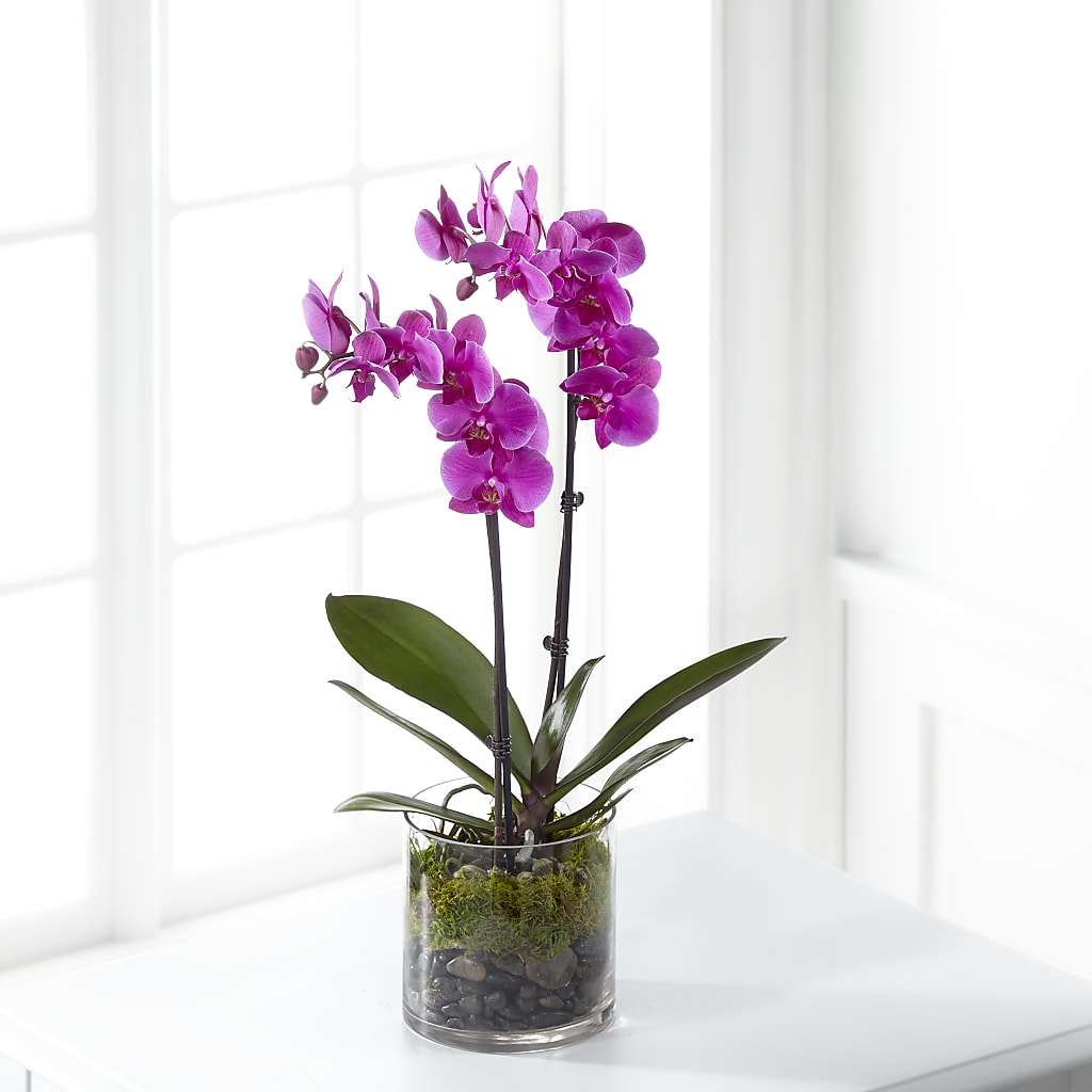 Pink Orchid Plant – Blooming Branches, Guttenberg IA