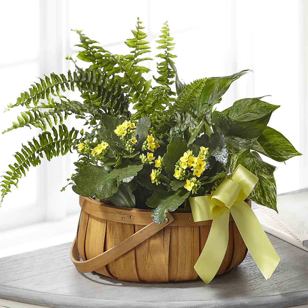 Always Dear Dishgarden – Blooming Branches, Guttenberg IA