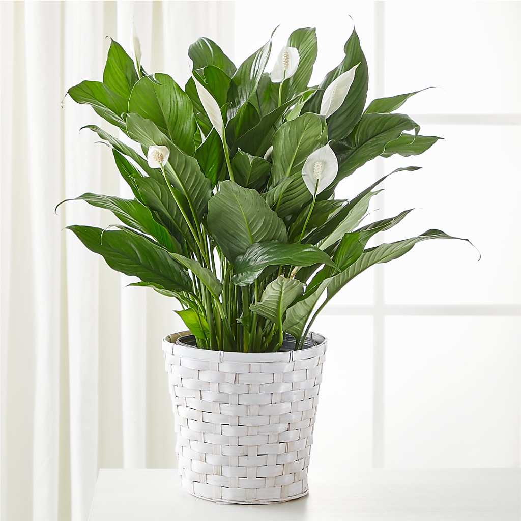 A New Leaf Peace Lily – Blooming Branches, Guttenberg IA