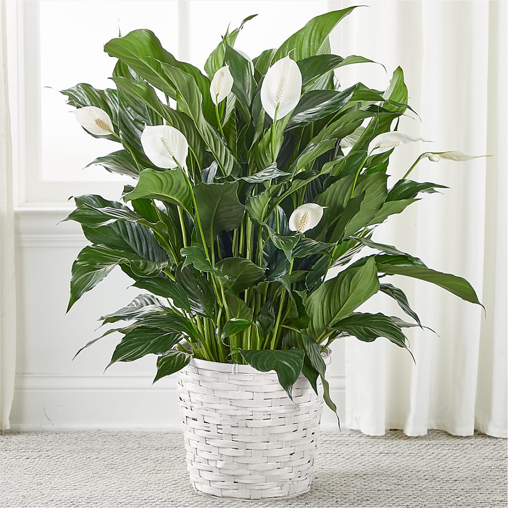 A New Leaf Peace Lily – Blooming Branches, Guttenberg IA