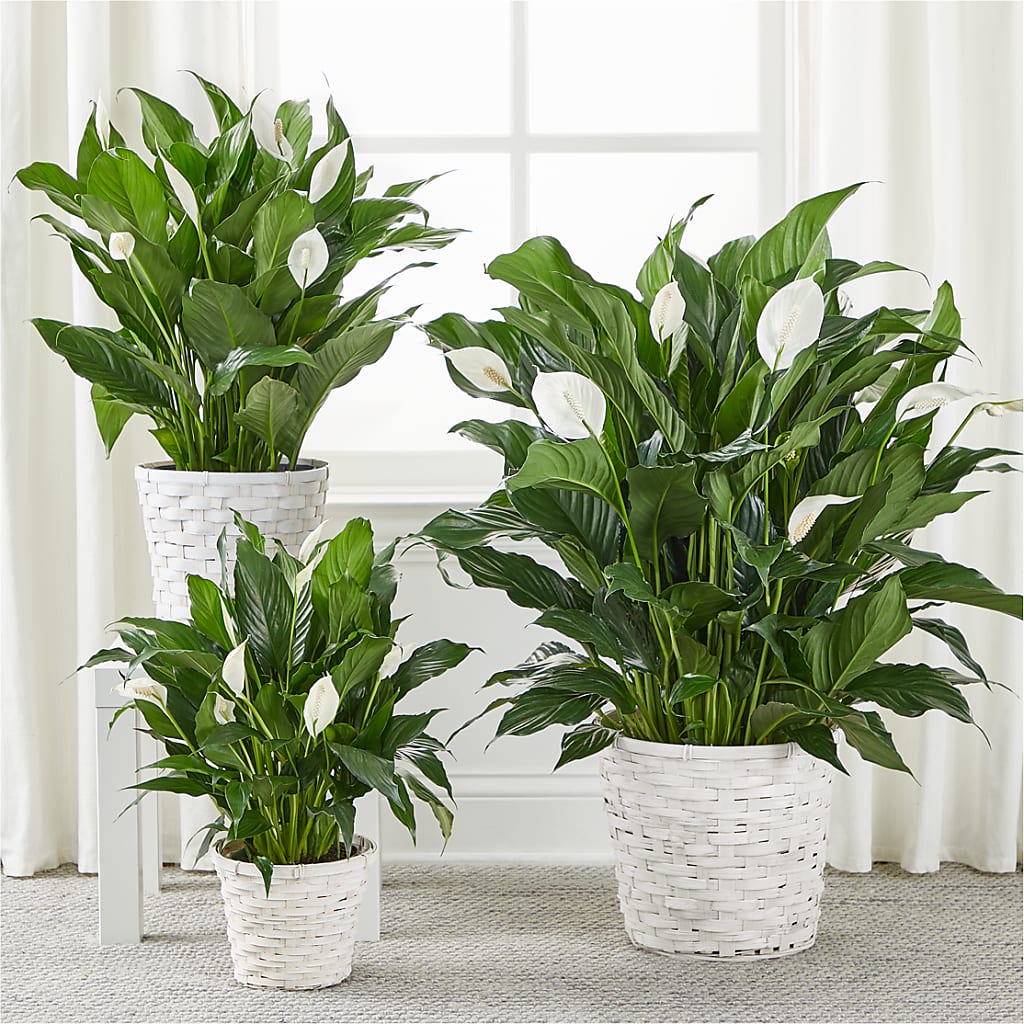 A New Leaf Peace Lily – Blooming Branches, Guttenberg IA