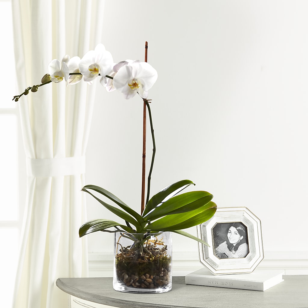 White Orchid Planter – Blooming Branches, Guttenberg IA