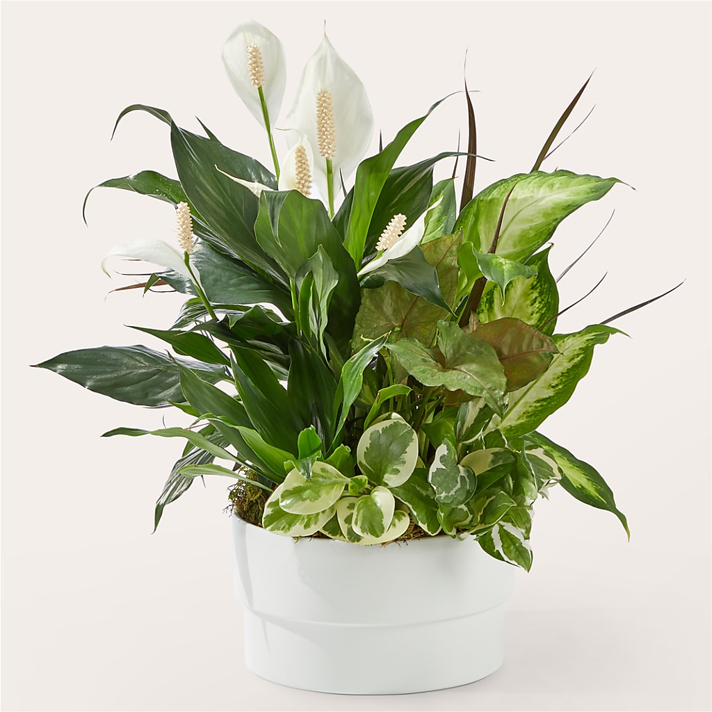 Radiating Positivity Dishgarden – Blooming Branches, Guttenberg IA
