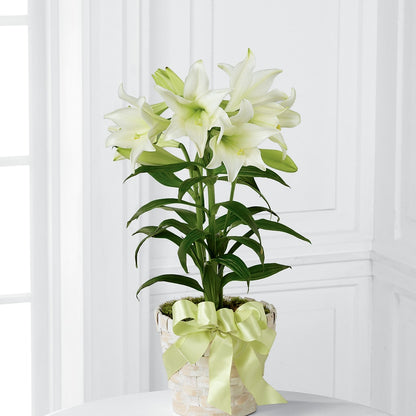 Easter Lily Plant –  Blooming Branches, Guttenberg IA