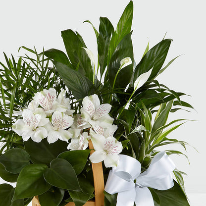 Peace & Serenity Dishgarden –  Blooming Branches, Guttenberg IA