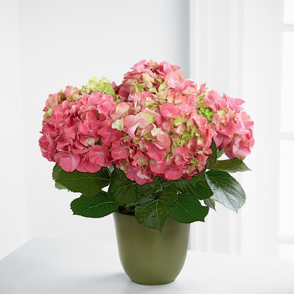 Pink Hydrangea Planter –  Blooming Branches, Guttenberg IA