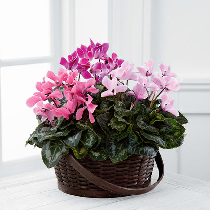 Mixed Cyclamen Planter –  Blooming Branches, Guttenberg IA