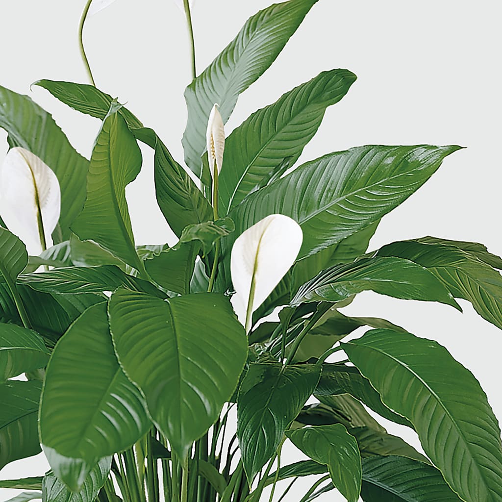 Tranquil Moments Peace Lily Plant –  Blooming Branches, Guttenberg IA