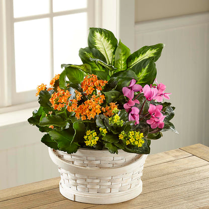 Color Crush Dishgarden –  Blooming Branches, Guttenberg IA