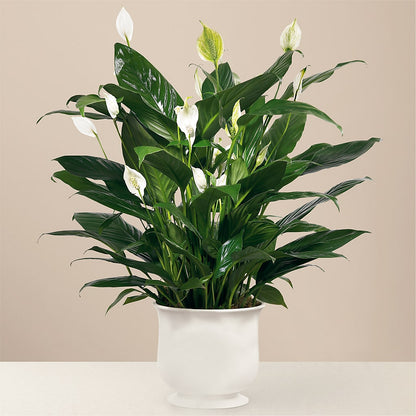 Comfort Planter –  Blooming Branches, Guttenberg IA