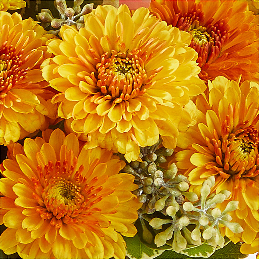 Peachy Pumpkin –  Blooming Branches, Guttenberg IA