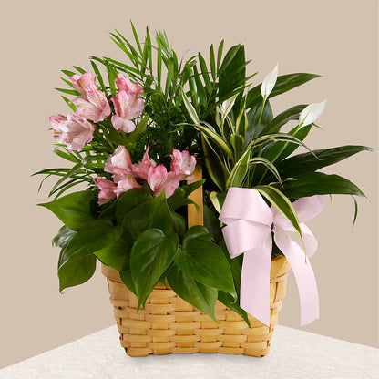 Living Spirit Dishgarden –  Blooming Branches, Guttenberg IA