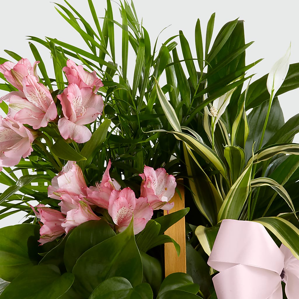 Living Spirit Dishgarden –  Blooming Branches, Guttenberg IA