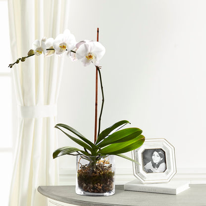 White Orchid Planter –  Blooming Branches, Guttenberg IA