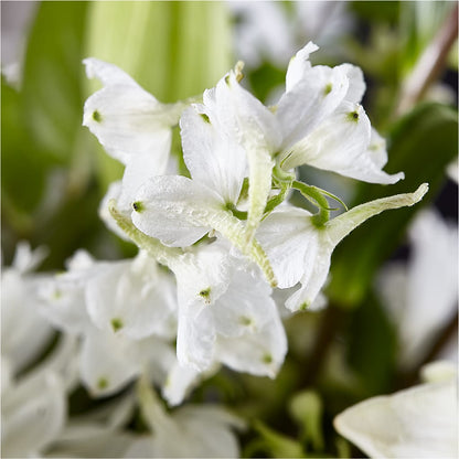 Classic Ivory – A Florist Original –  Blooming Branches, Guttenberg IA