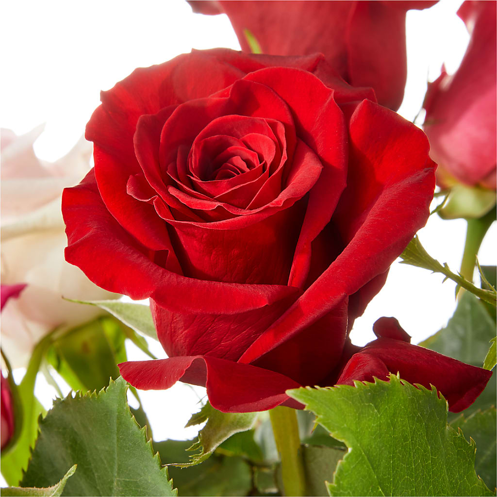 Love Notes Rose Bouquet –  Blooming Branches, Guttenberg IA